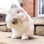 Princess
