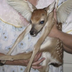 bambi