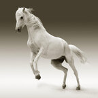 Horse_xxl
