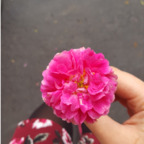 TeriBerry